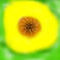 sunflower by roxy