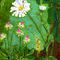 daisy-dear by michelini