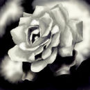 a-rose