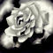a-rose by maroon5rox