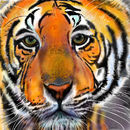tiger-tiger-2