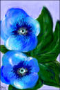 curious-blue-eyes