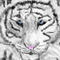 tiger by Austin92