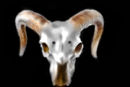 goat-skull