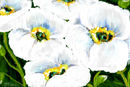 white-poppies