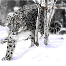 snow-leopard