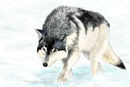 wolf