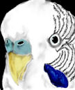 the-eye-of-the-budgie