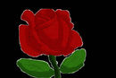rose