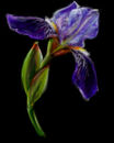 iris-for-kutedymples