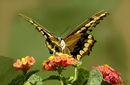 sweet-nectar sweet-nectar