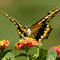 sweet-nectar by marilens