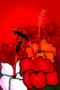 hibiscus