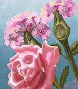 alices-flowers