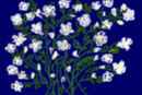 sampaguita-flowers sampaguita-flowers