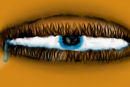 teardrop