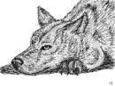 dog-face
