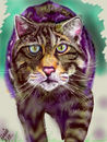 wild-cat wild-cat