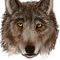 wolf by madameangel