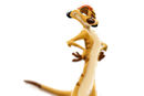 timon