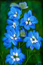 delphinium