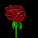 rose