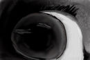 the-beholder
