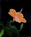 hibiscus