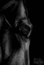 shadow-horse