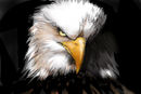 eagle-fly