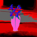 iris iris