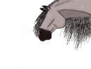 stunning-horse