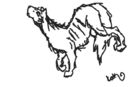 wolf-sketch-unfinished