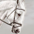 297-horse