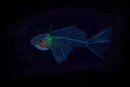 ice-fish