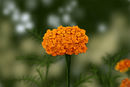 orange-flower