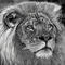 king-of-the-jungle by hakan
