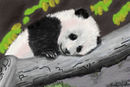 baby-panda baby-panda
