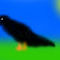 black-crow by rocker