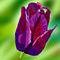 not-done-purple-tulip by jamminjesse